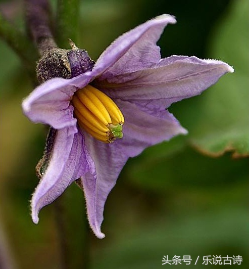 菜花香伴豆花香，春天到来种菜忙