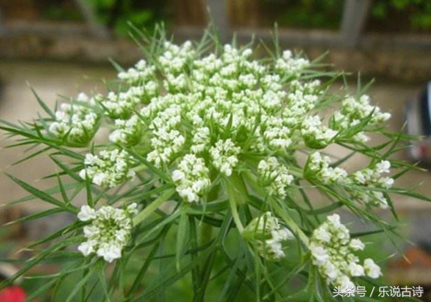 菜花香伴豆花香，春天到来种菜忙