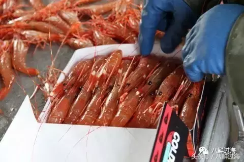 加拿大牡丹虾：甘甜醇厚的顶级刺身，为什么我们吃的都是雌性的？