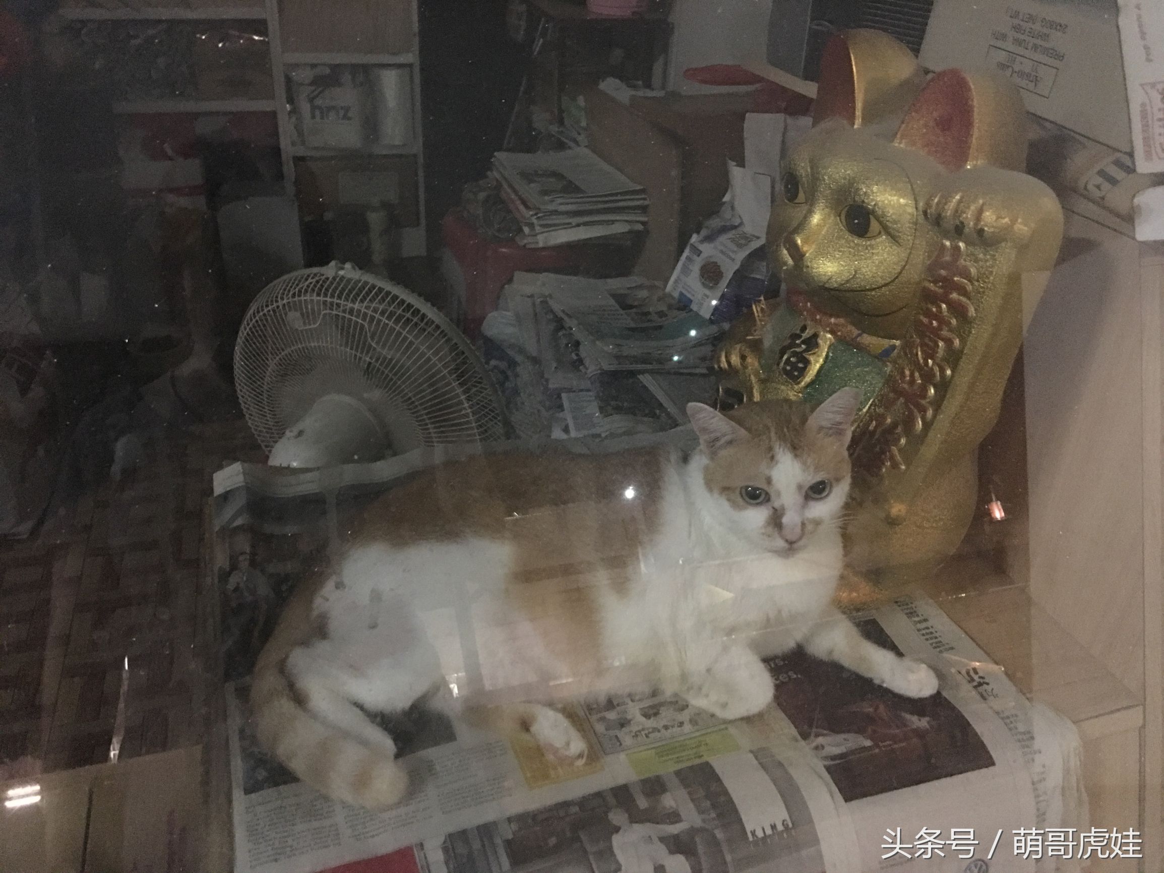 小店收编了一只比招财猫还肥的橘猪，果然橘猫都逃不脱长肉的命