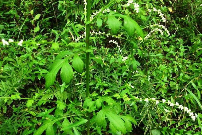 刘寄奴的功效与作用及禁忌症_刘寄奴的功效与作用点 - 励志人生