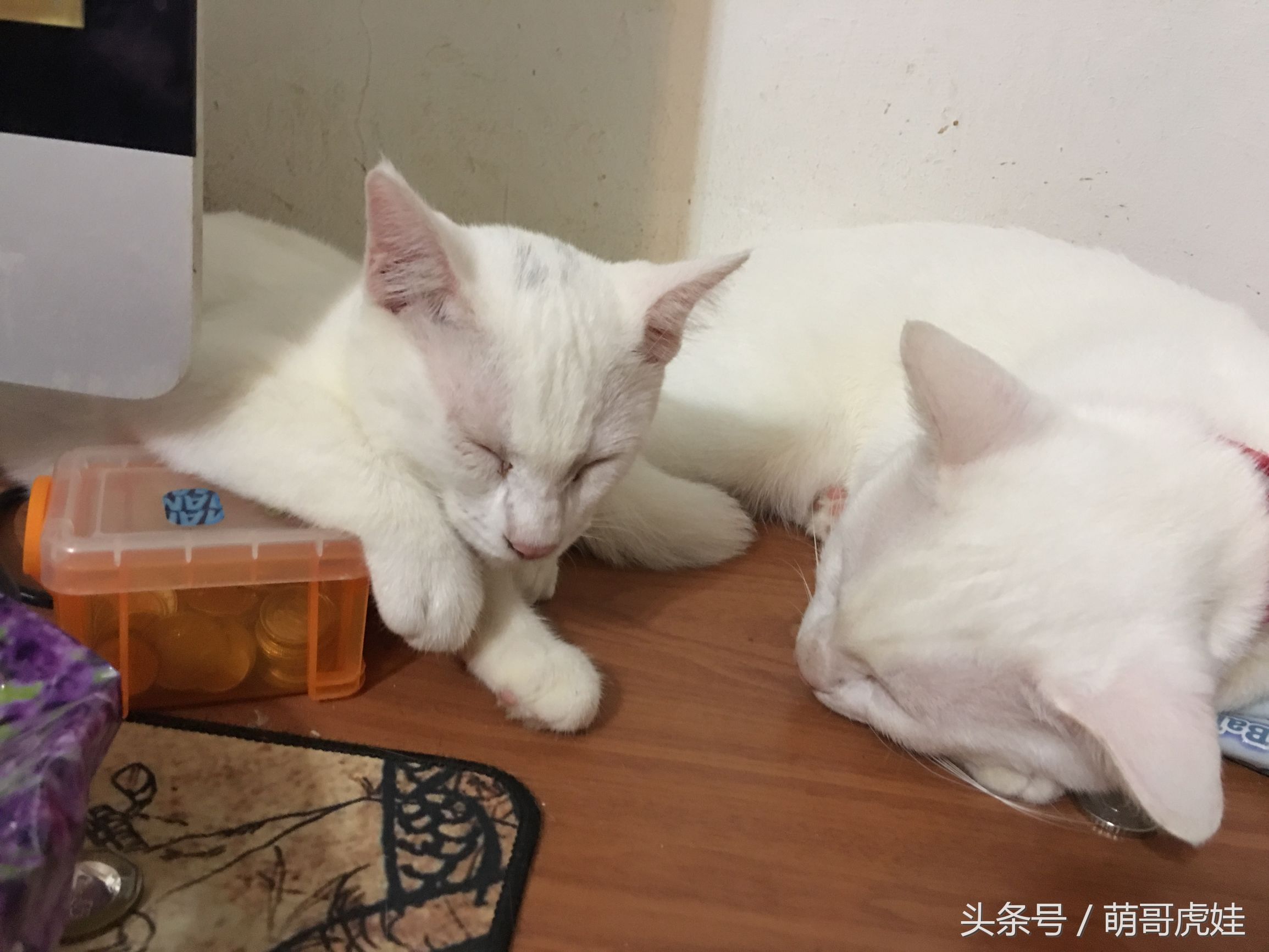 小店收编了一只比招财猫还肥的橘猪，果然橘猫都逃不脱长肉的命