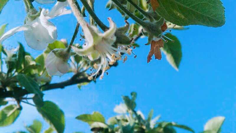 苹果的生长过程（几张图阐述苹果生长全过程）