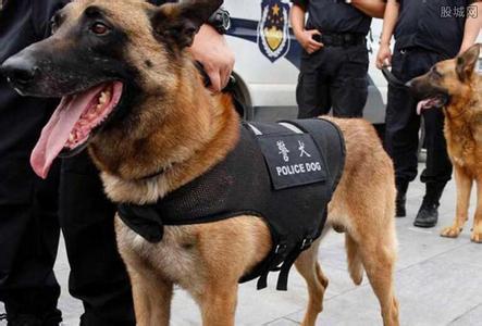 雪橇英文体育用词(让哈士奇当军犬？严格训练后也能执行任务，只不过有所为有所不为)