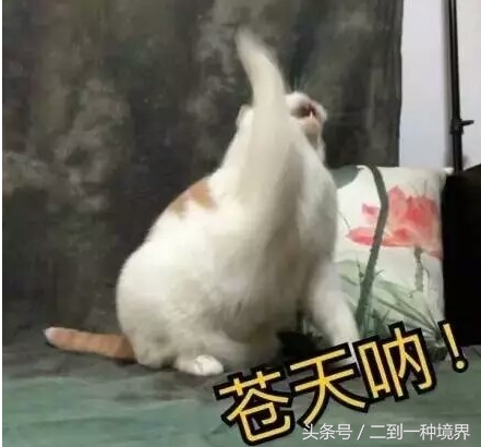 一只被拍出满屏智障感的黑猫~抱歉我真的忍不住了让我笑哈哈哈哈