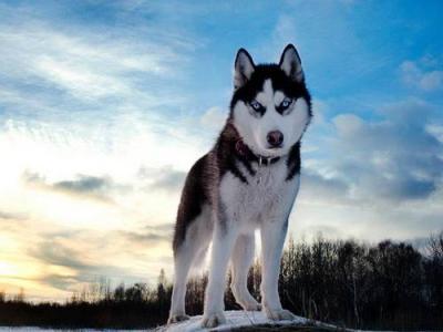 雪橇英文体育用词(让哈士奇当军犬？严格训练后也能执行任务，只不过有所为有所不为)