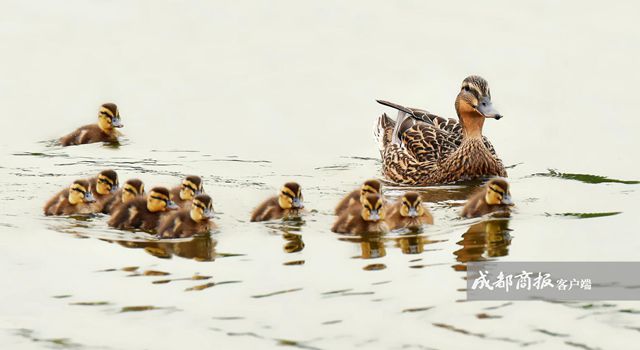 趣图│春江水暖鸭先知