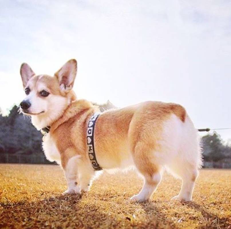 "我有点凶,但是我很温顺"ins:harutarou_honma这只咪咪名字叫做春太郎