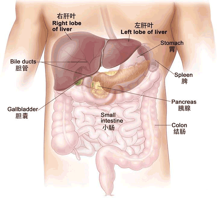 肝功能不可小觑—肝功能辅助肿瘤诊断！