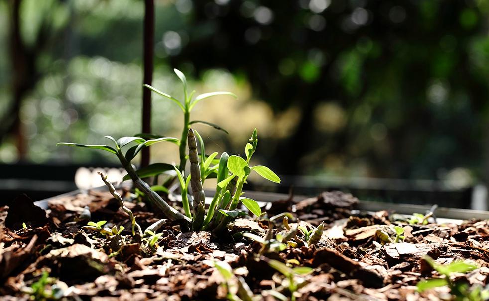 《本草》植物志之铁皮石斛：不求与天老，可求人长寿