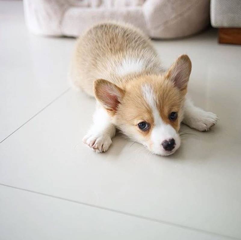 "我有点凶,但是我很温顺"ins:harutarou_honma这只咪咪名字叫做春太郎