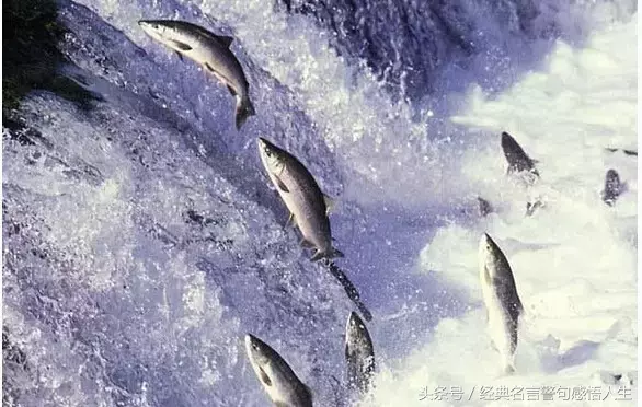活鱼逆流而上，死魚随波逐流（读了5遍）