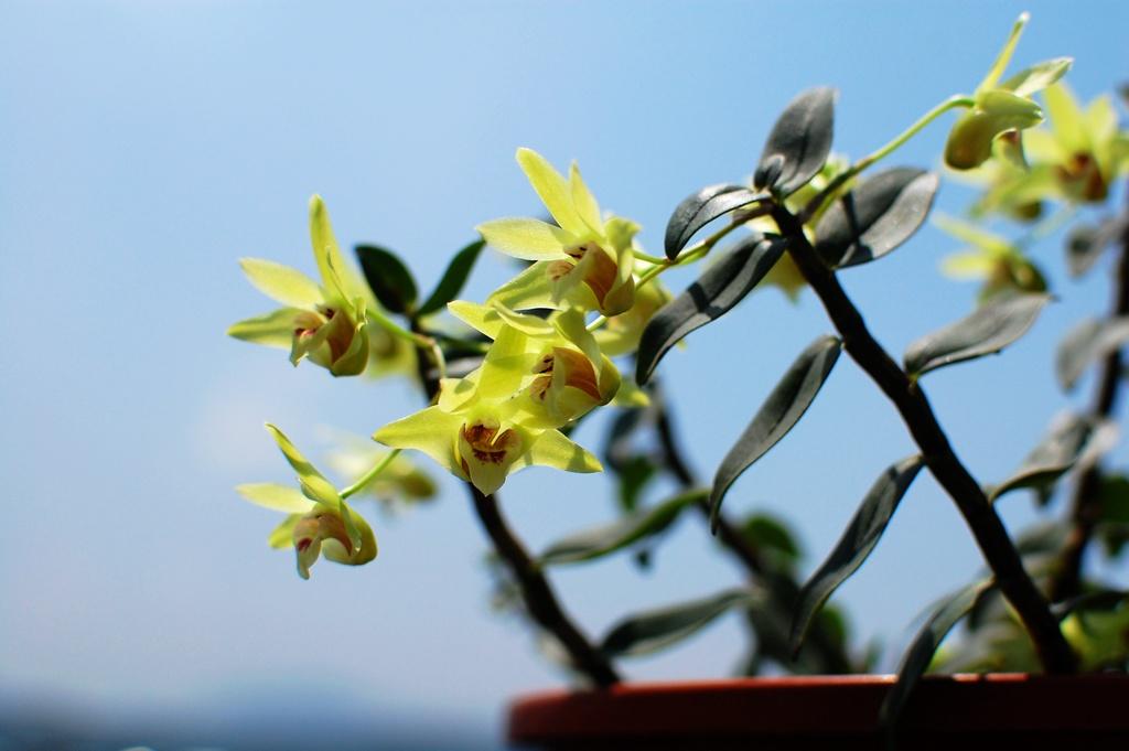 《本草》植物志之铁皮石斛：不求与天老，可求人长寿