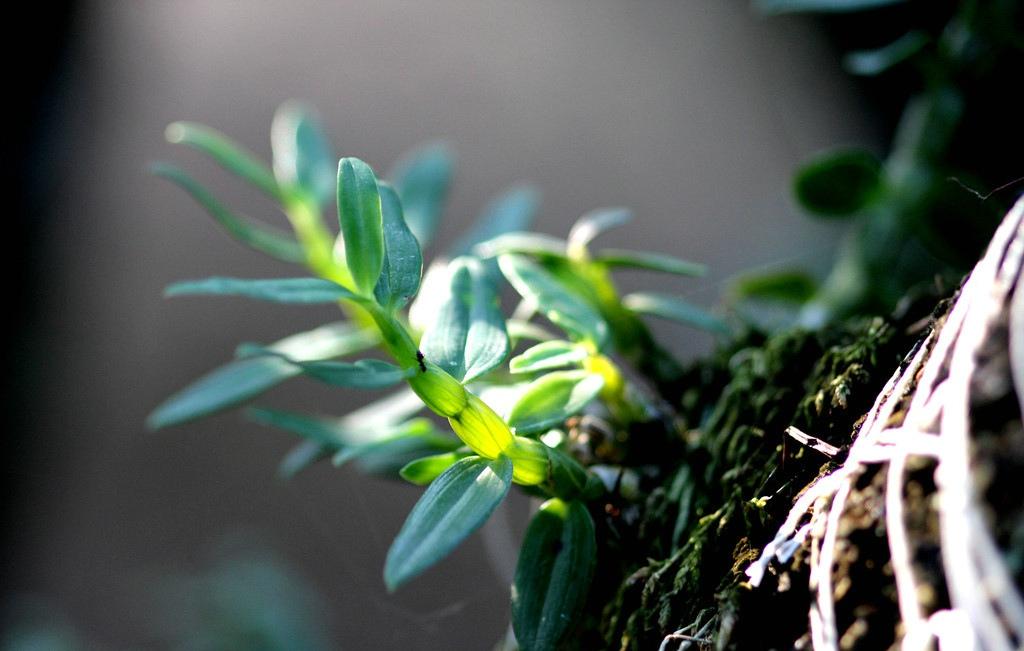 《本草》植物志之铁皮石斛：不求与天老，可求人长寿