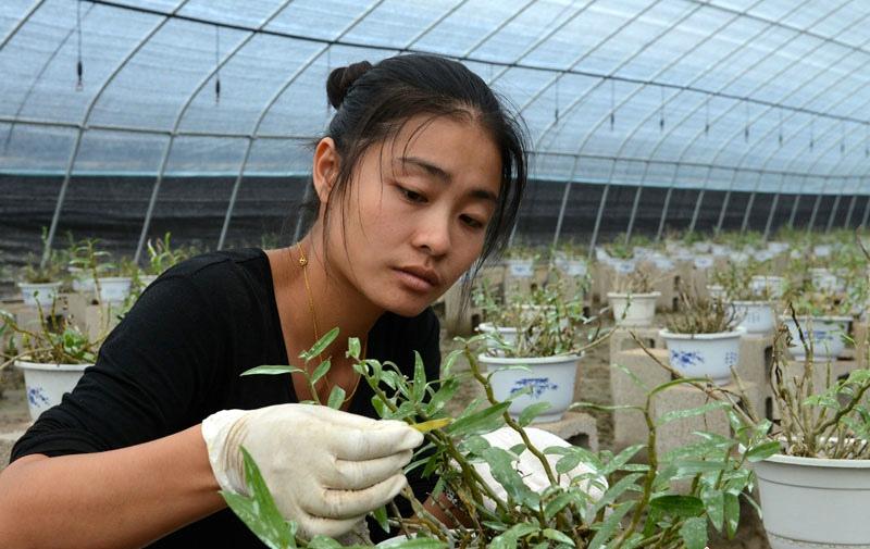 《本草》植物志之铁皮石斛：不求与天老，可求人长寿