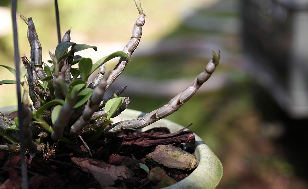 《本草》植物志之铁皮石斛：不求与天老，可求人长寿