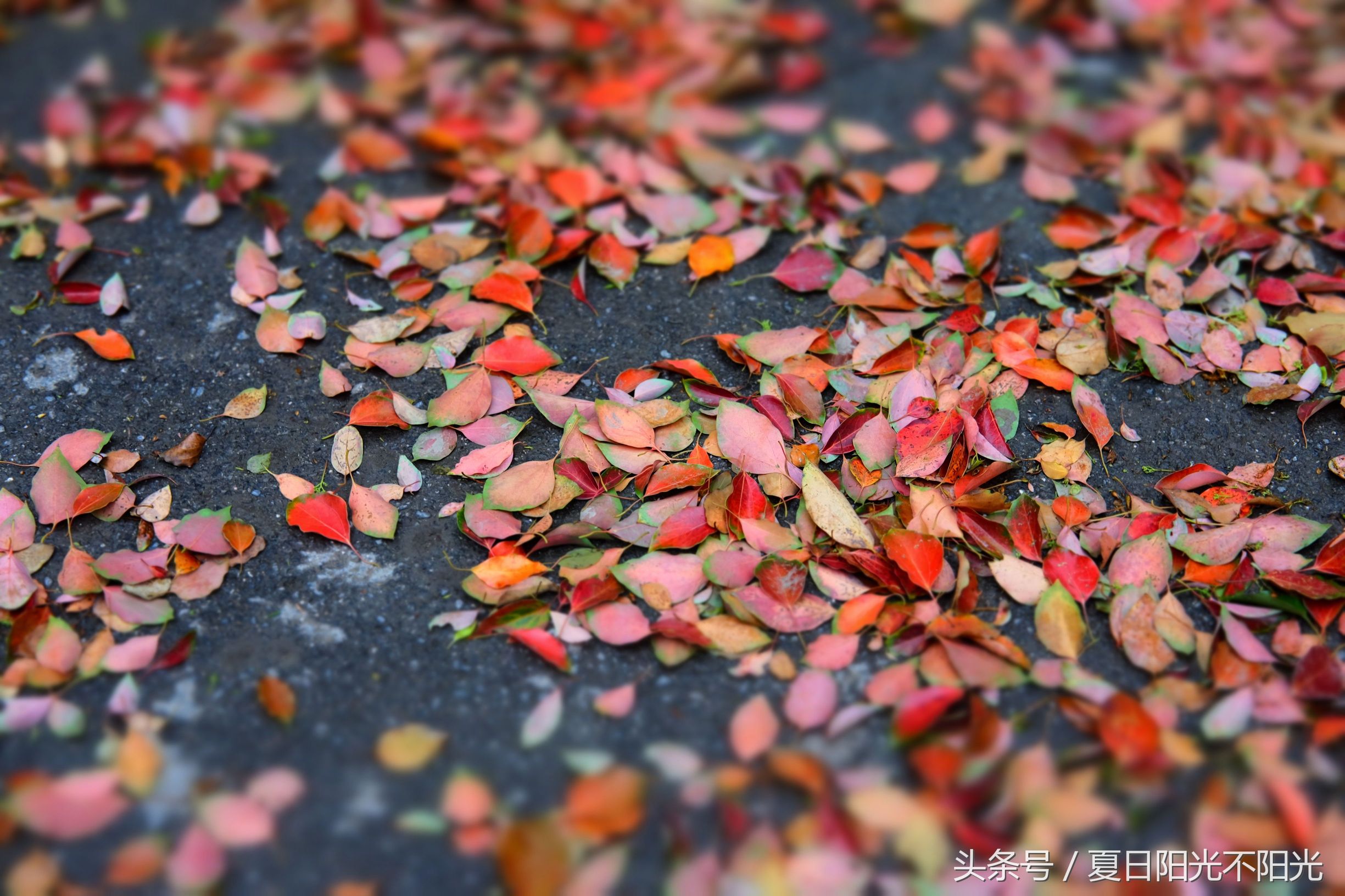 雨后落叶缤纷