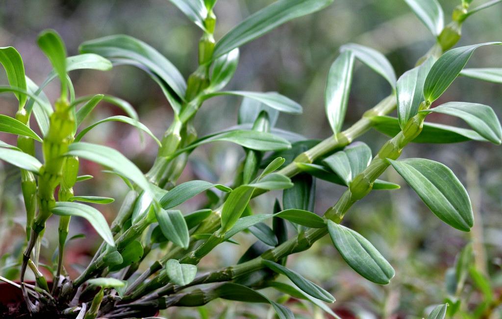 《本草》植物志之铁皮石斛：不求与天老，可求人长寿