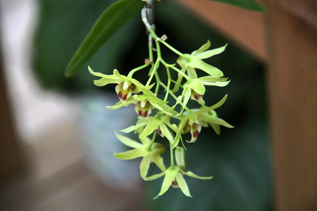 《本草》植物志之铁皮石斛：不求与天老，可求人长寿