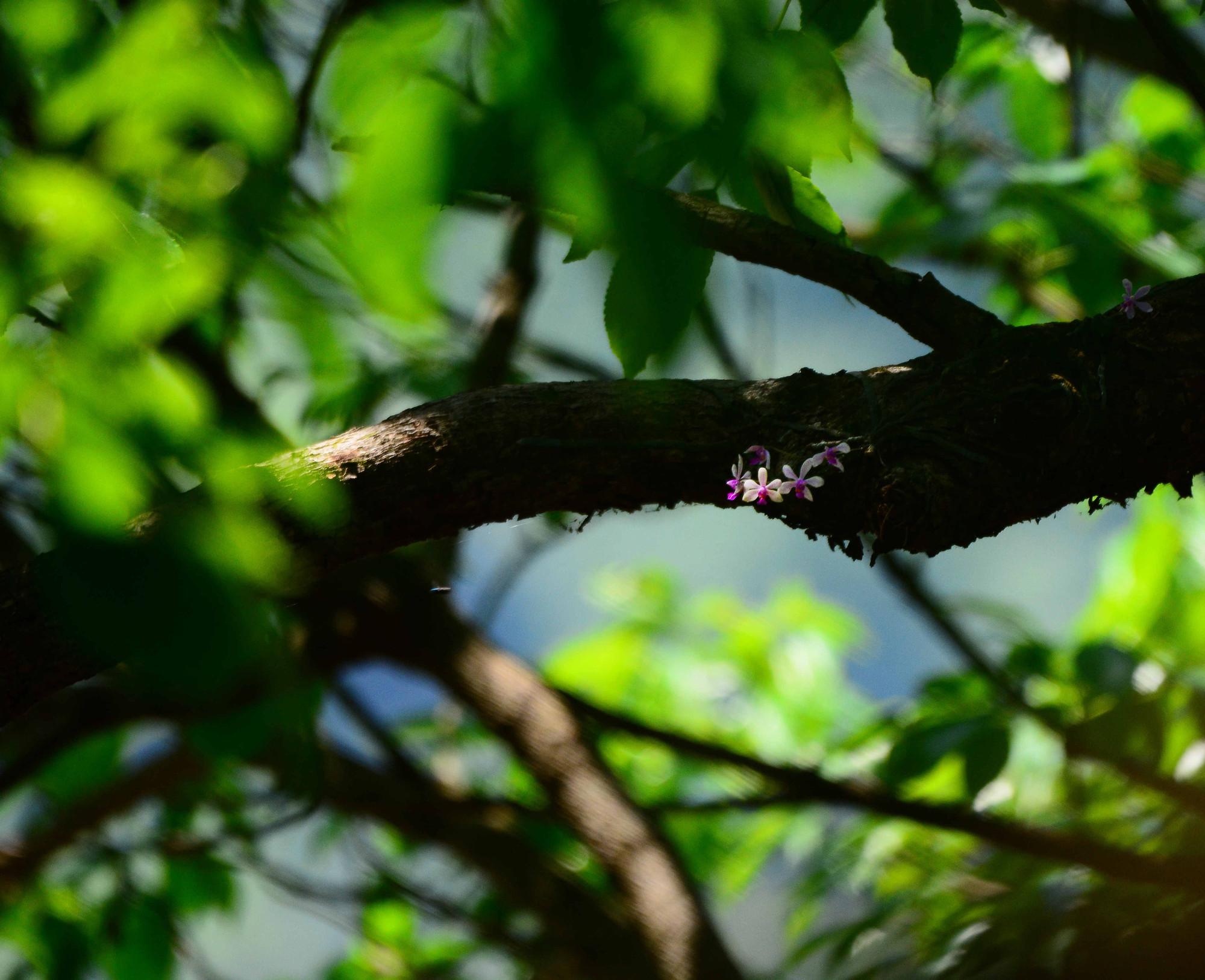 《本草》植物志之铁皮石斛：不求与天老，可求人长寿