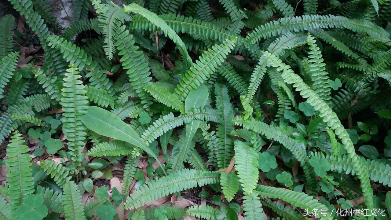 黄皮梨子的功效与作用-我的快乐小窝