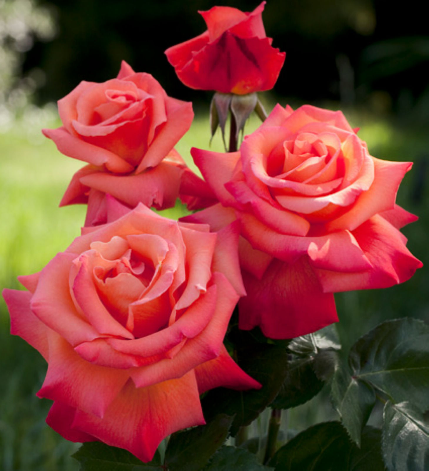 4月24日生日花语:山楂,4月24日是什么星座?_达一风水网