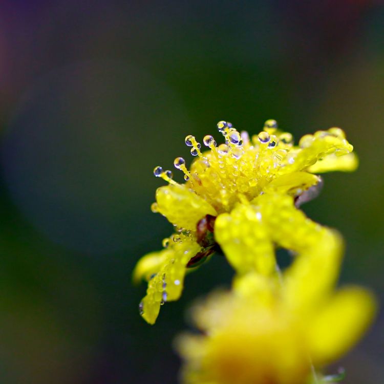 闲庭信步，笑看山花浪漫