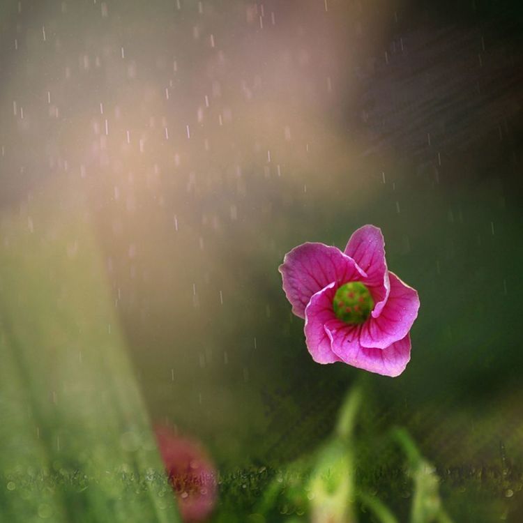 闲庭信步，笑看山花浪漫