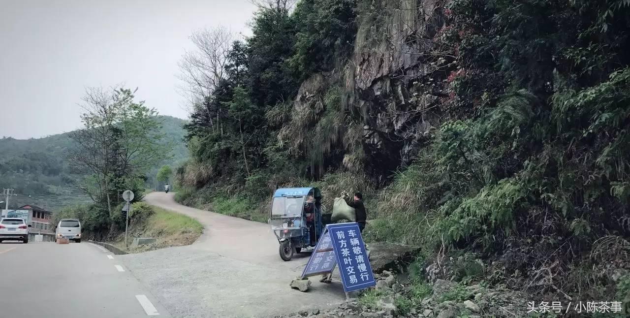 暮春时节，关于福鼎白茶的二三事！