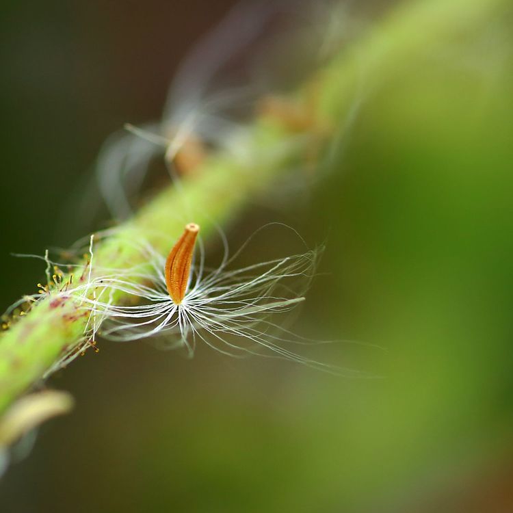 闲庭信步，笑看山花浪漫