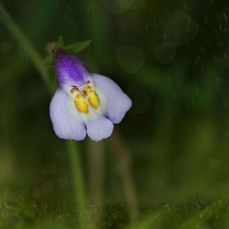 闲庭信步，笑看山花浪漫