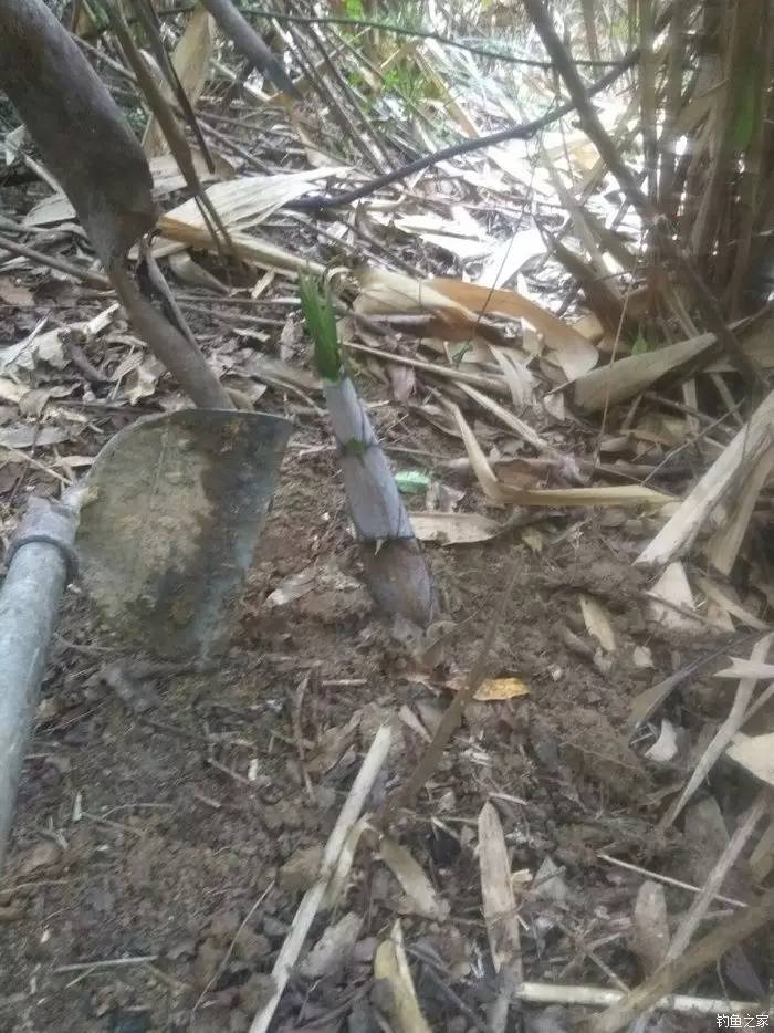 大山里专用的钓鱼装备！长见识了……