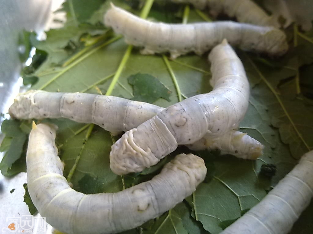 蚕的生长过程 蚕宝宝的正确养法-人人投票