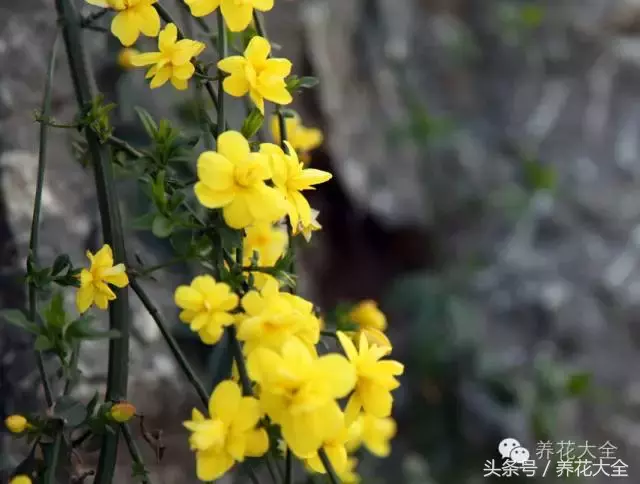 三色组合仙人球怎么养护(绿萝文竹……100种家庭花卉养护大全，解决你所有的养花问题)