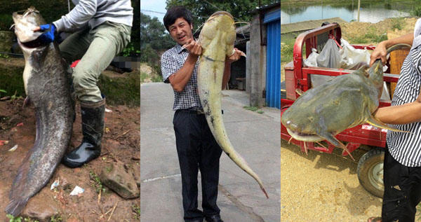 它们长得都像鲶鱼,身价和口感却相差甚远,您分得清楚吗