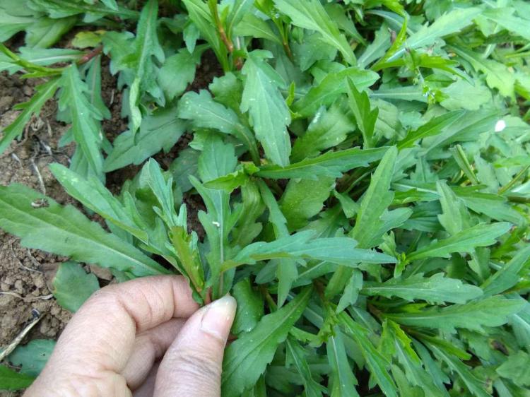 马兰头在农村又叫"鸡儿肠",这种养生野菜集市上卖10元/斤