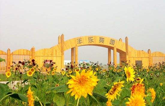 朵,全部为国外进口种子的观赏性向日前全国最大的一家向日葵主题公园