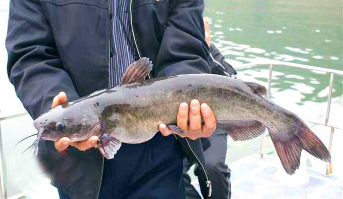 钳鱼和鲶鱼的区别(钳鱼和鲶鱼哪个干净)-币圈之家