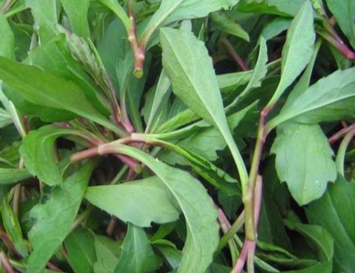 马兰头的功效与作用及食用方法(马兰头在农村又叫) - 行就行