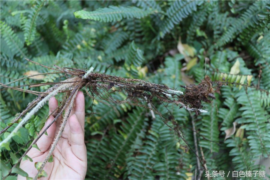 四处可见的"蜈蚣草",以为是杂草,却是半身不遂,腰痛的良药