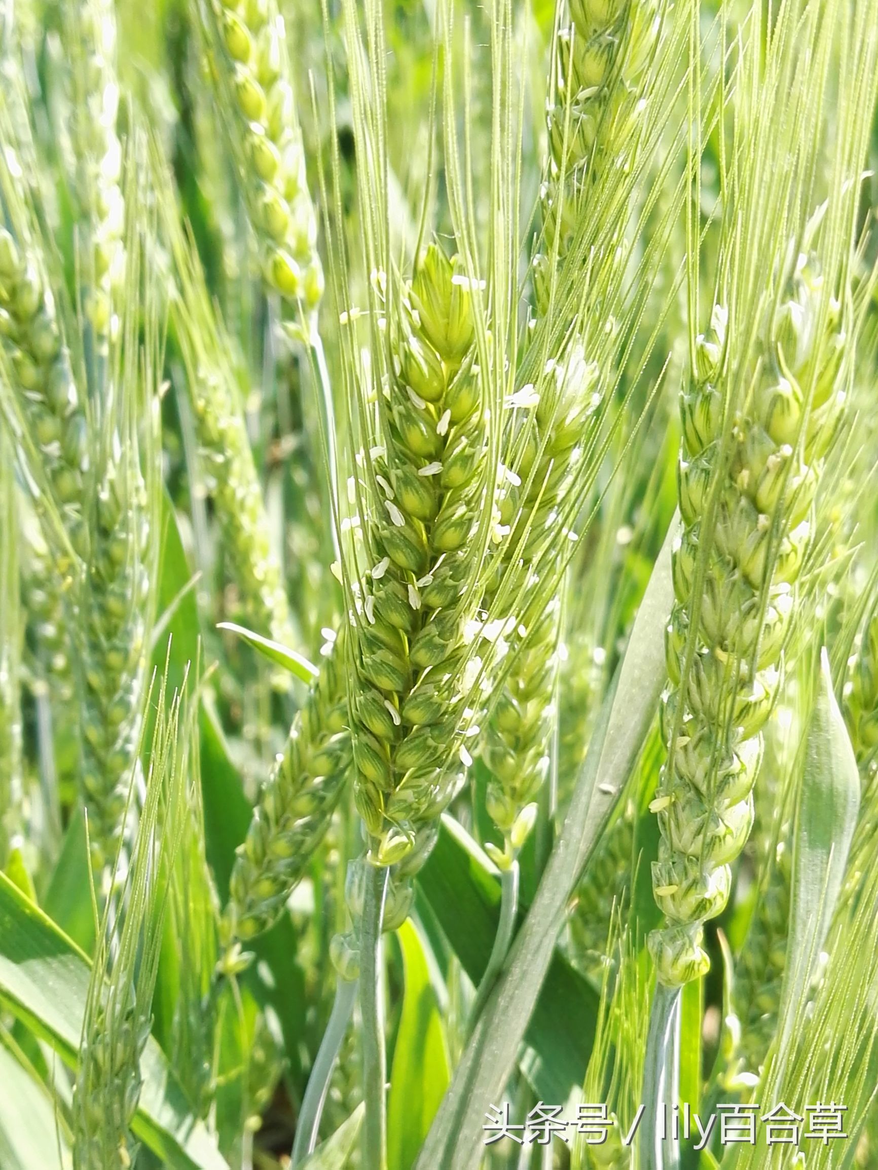 小麦属于禾本科植物,自然有着禾本科植物的朴实与厚道.