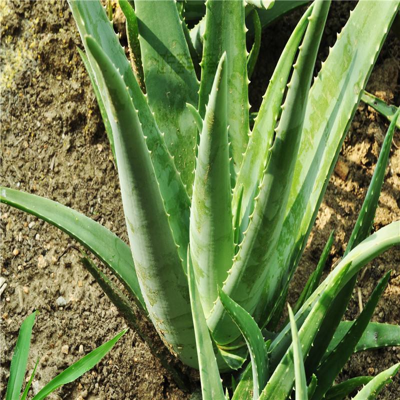 这种芦荟茎比较短,叶簇生长在茎的顶部,接近直立.