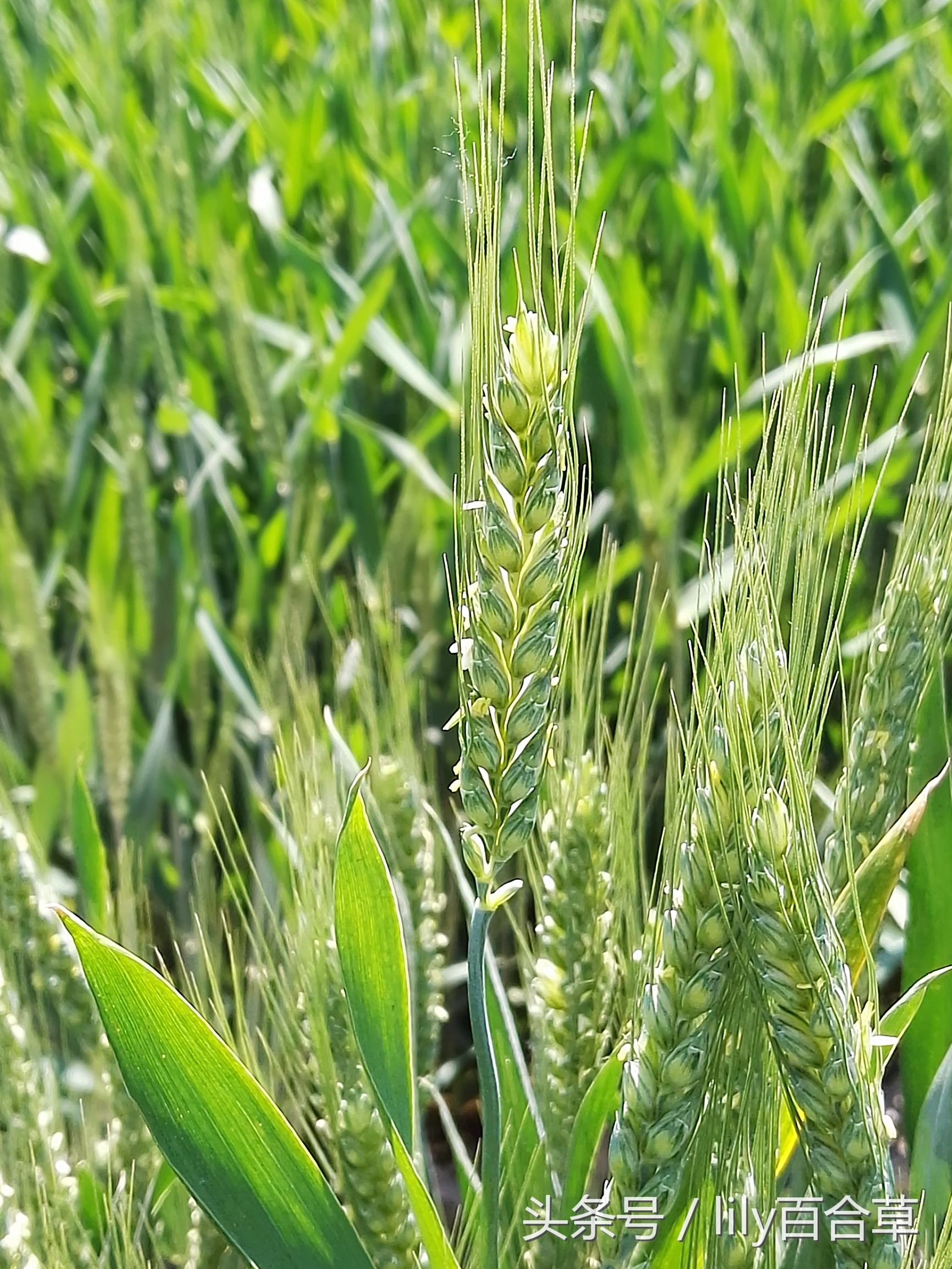 小麦属于禾本科植物,自然有着禾本科植物的朴实与厚道.
