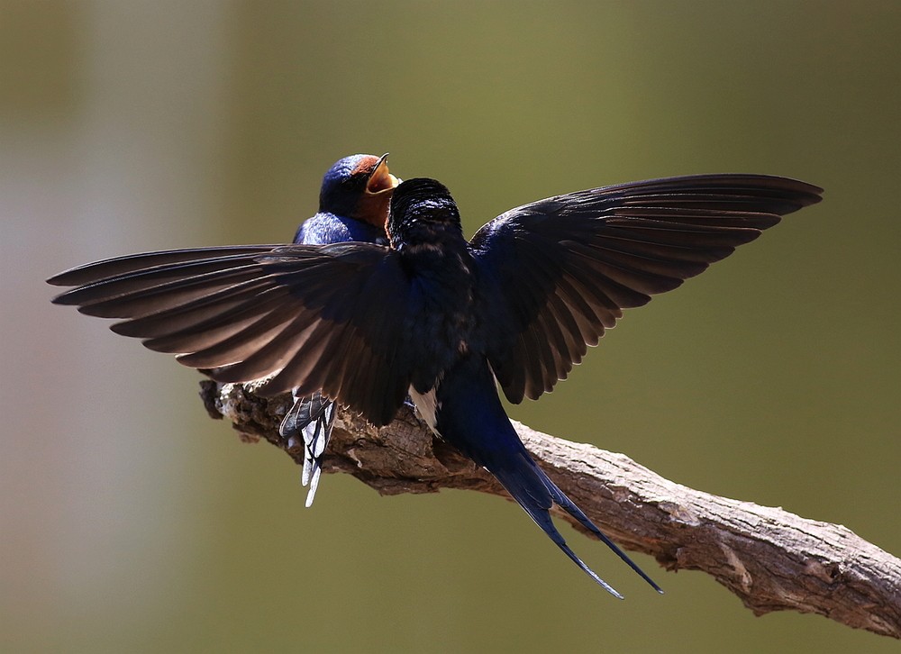 无可奈何花落去,似曾相识燕归来