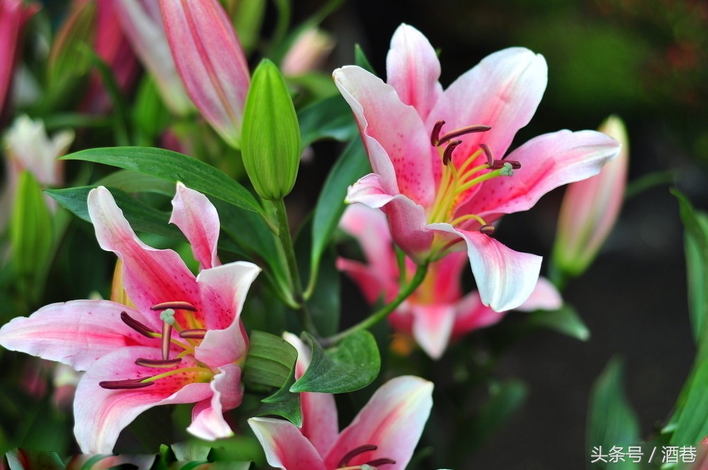 在夢裡出現了百合花?那麼祝你們百年好合!