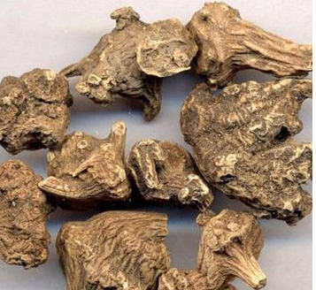 假苍术,即东莨菪根长啥样子?有何功效?