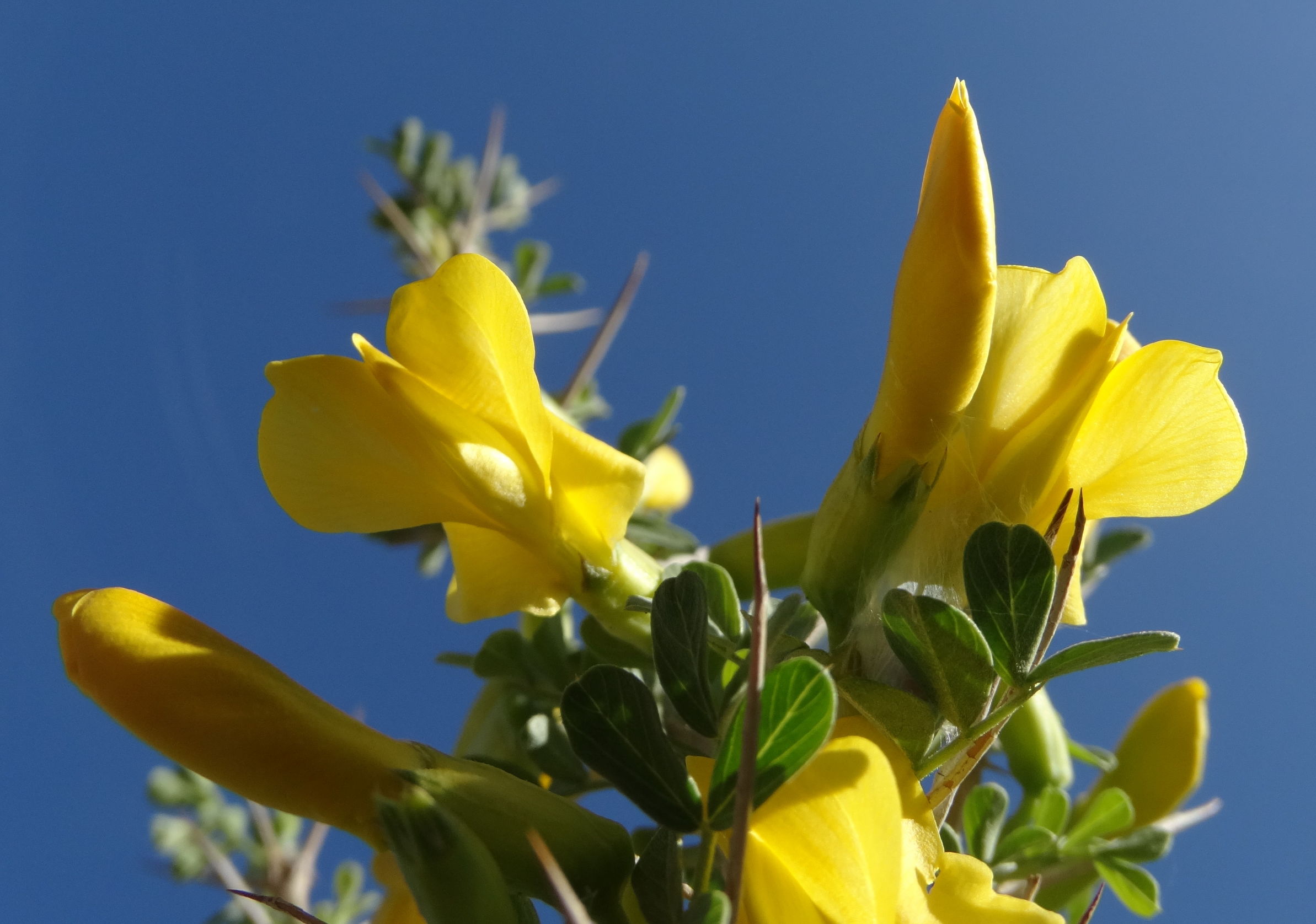 骆驼刺花的功效和作用(关于骆驼刺花的全面解析)