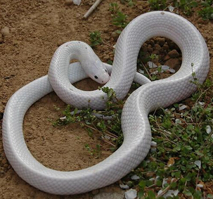 梦到白蛇缠身什么意思(女人梦见小白蛇是什么预兆)_周公解梦大全