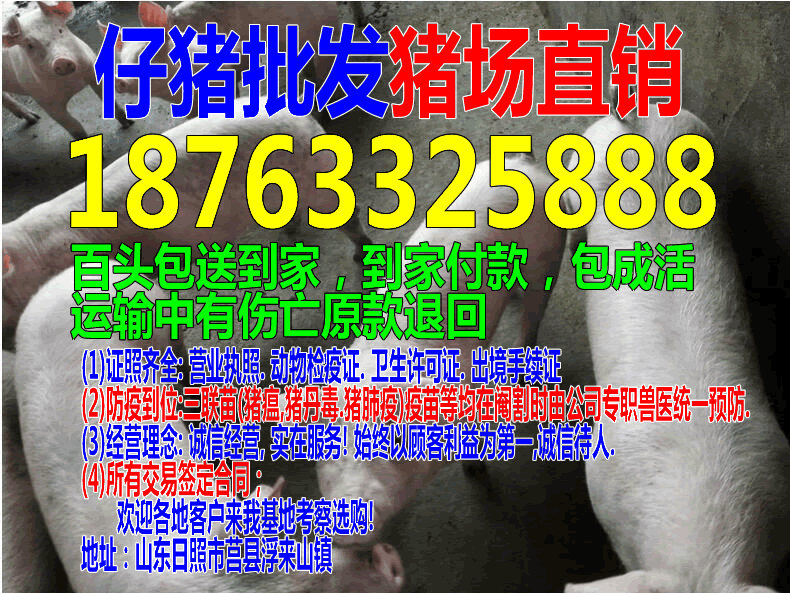 全国生猪行情今日猪价猪仔价格走势图