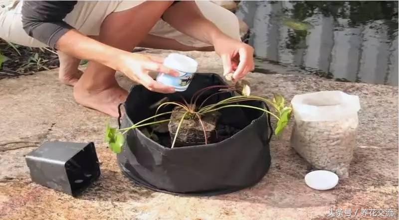 睡莲的种植方法 睡莲根茎分株繁殖图解-丹霞百科